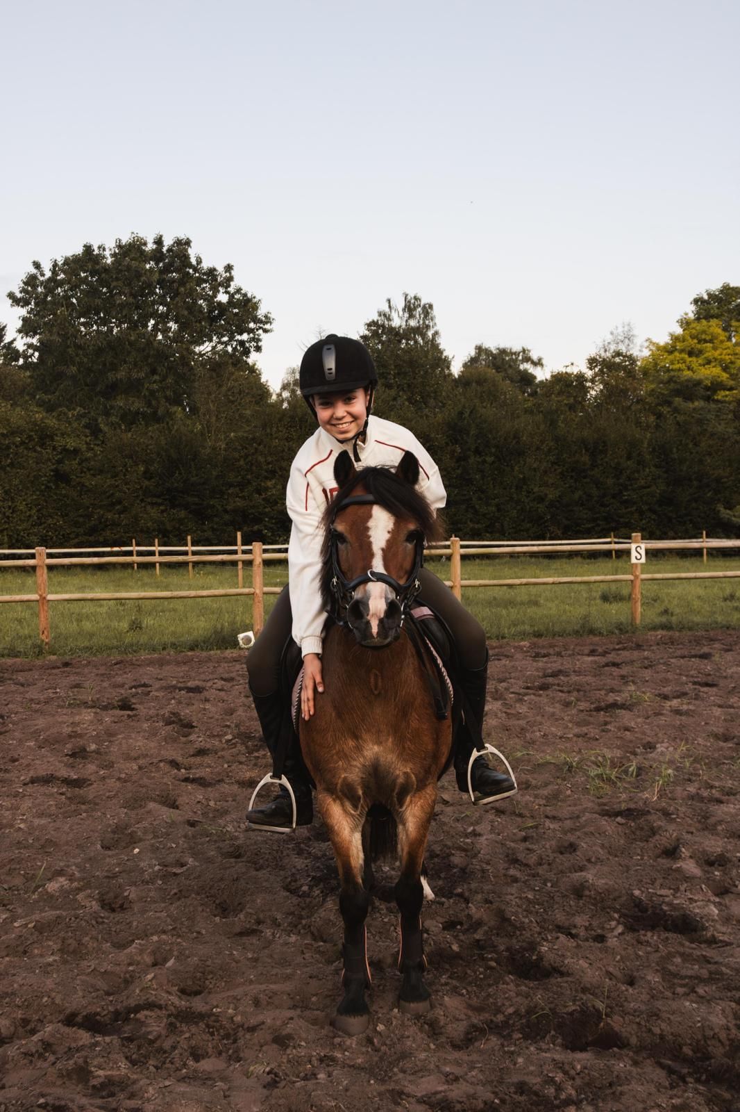Welsh cob a pony Candy