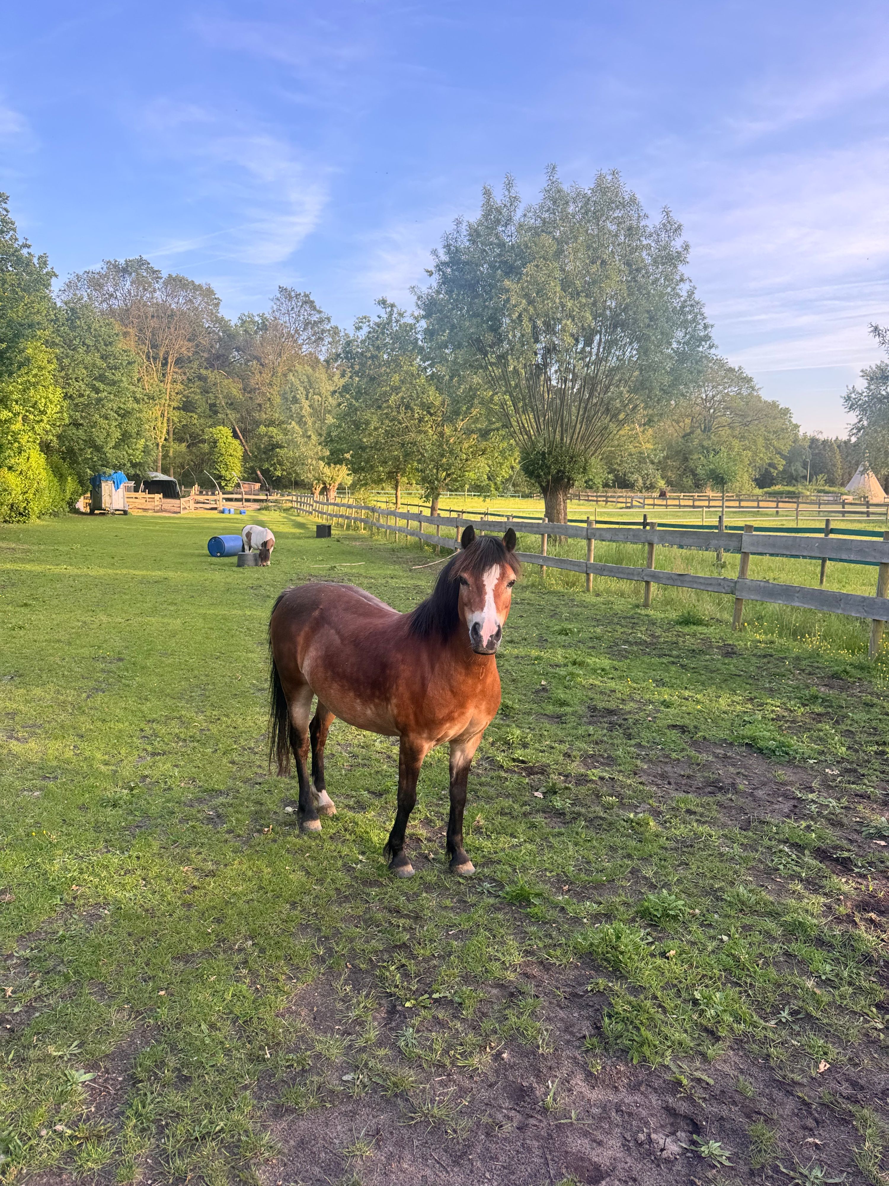 welsh-cob recreatie-pony merrie 15 ani donkerbruin de vânzare - Foto 6