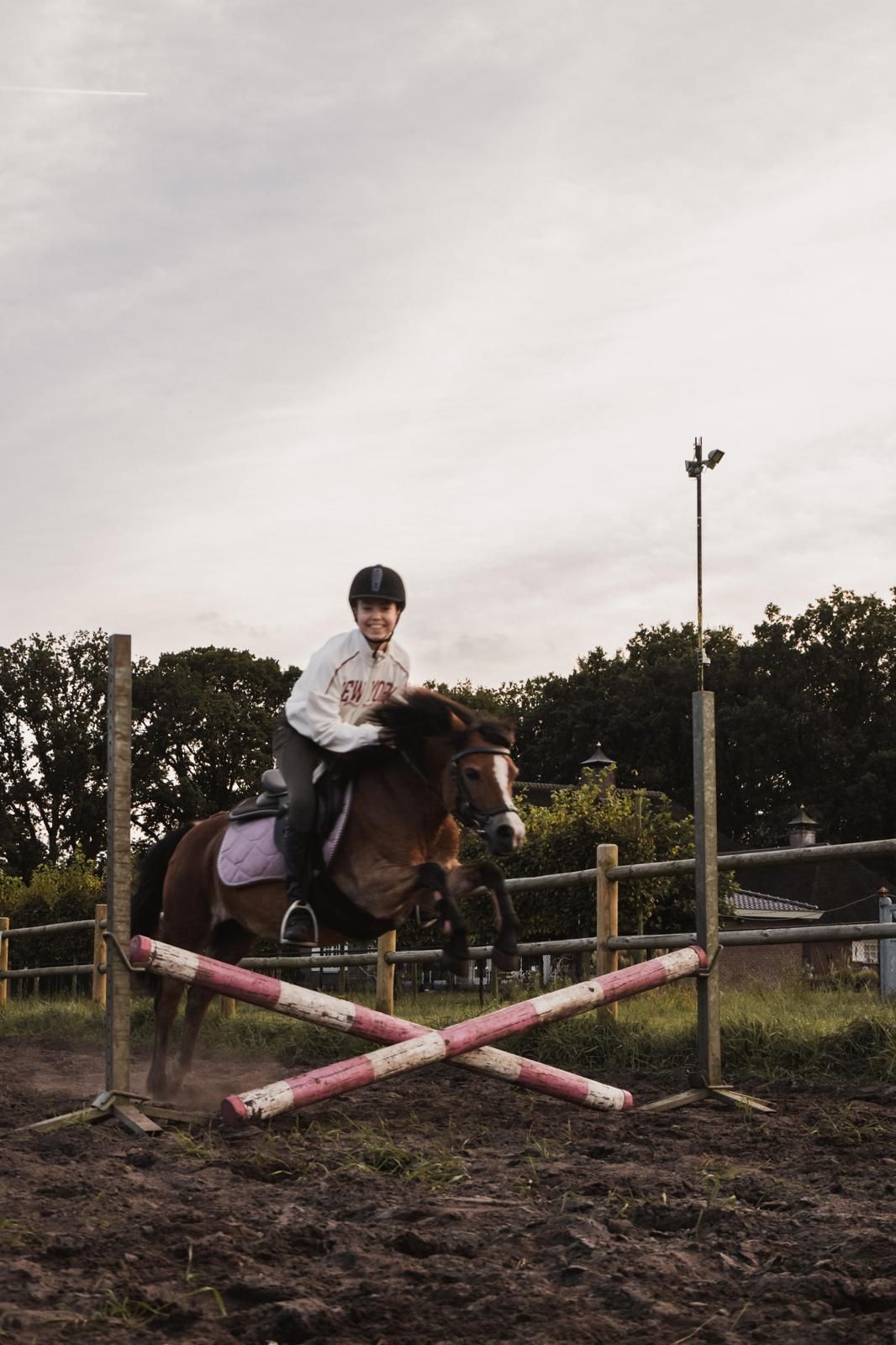 welsh-cob recreatie-pony merrie 15 ani donkerbruin de vânzare - Foto 5