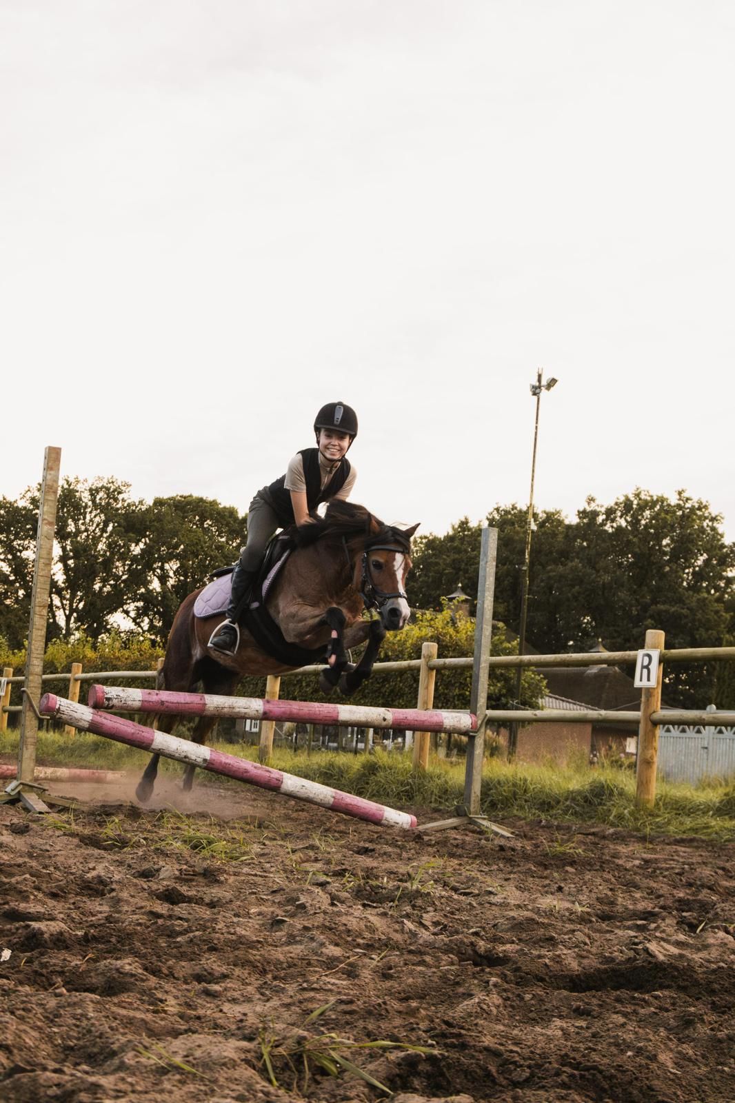 welsh-cob recreatie-pony merrie 15 ani donkerbruin de vânzare - Foto 4
