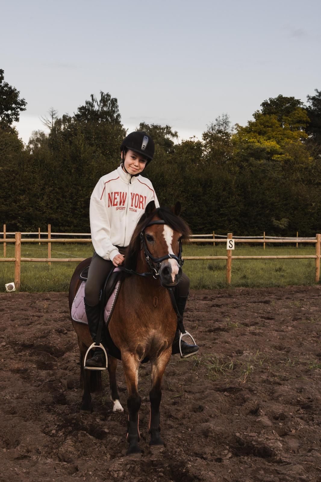 welsh-cob recreatie-pony merrie 15 ani donkerbruin de vânzare - Foto 3