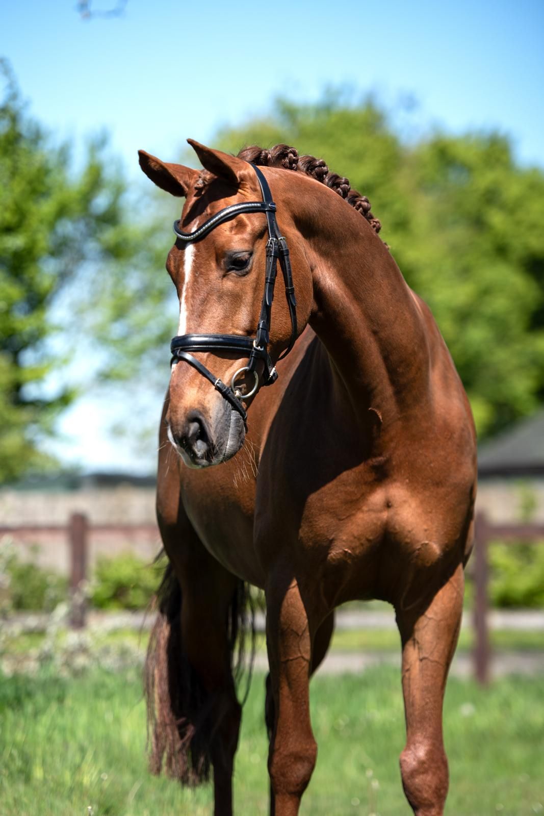 kwpn dressuurpaard ruin 11 years old vos for sale - Main photo