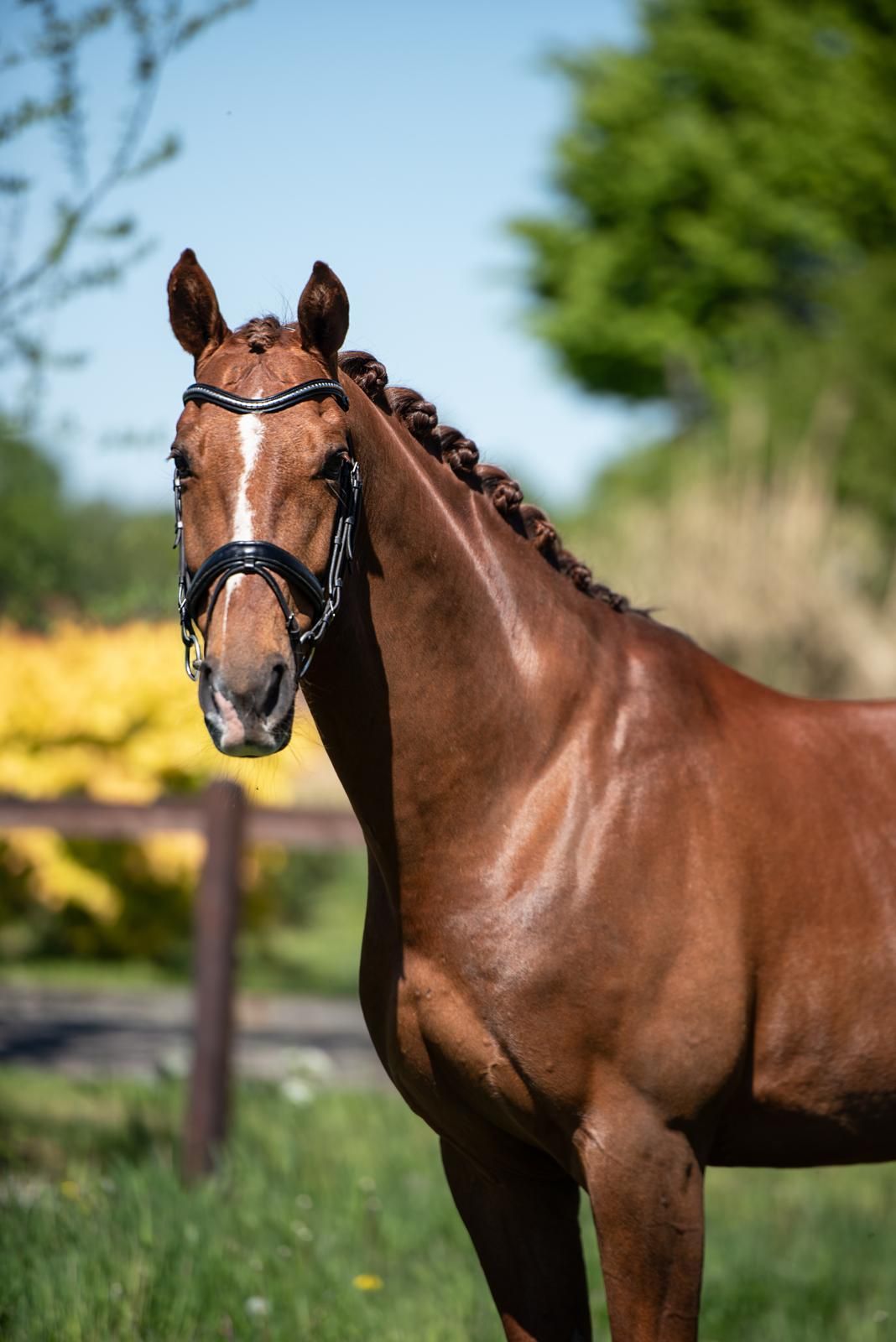 kwpn dressuurpaard ruin 11 years old vos for sale - Photo 3
