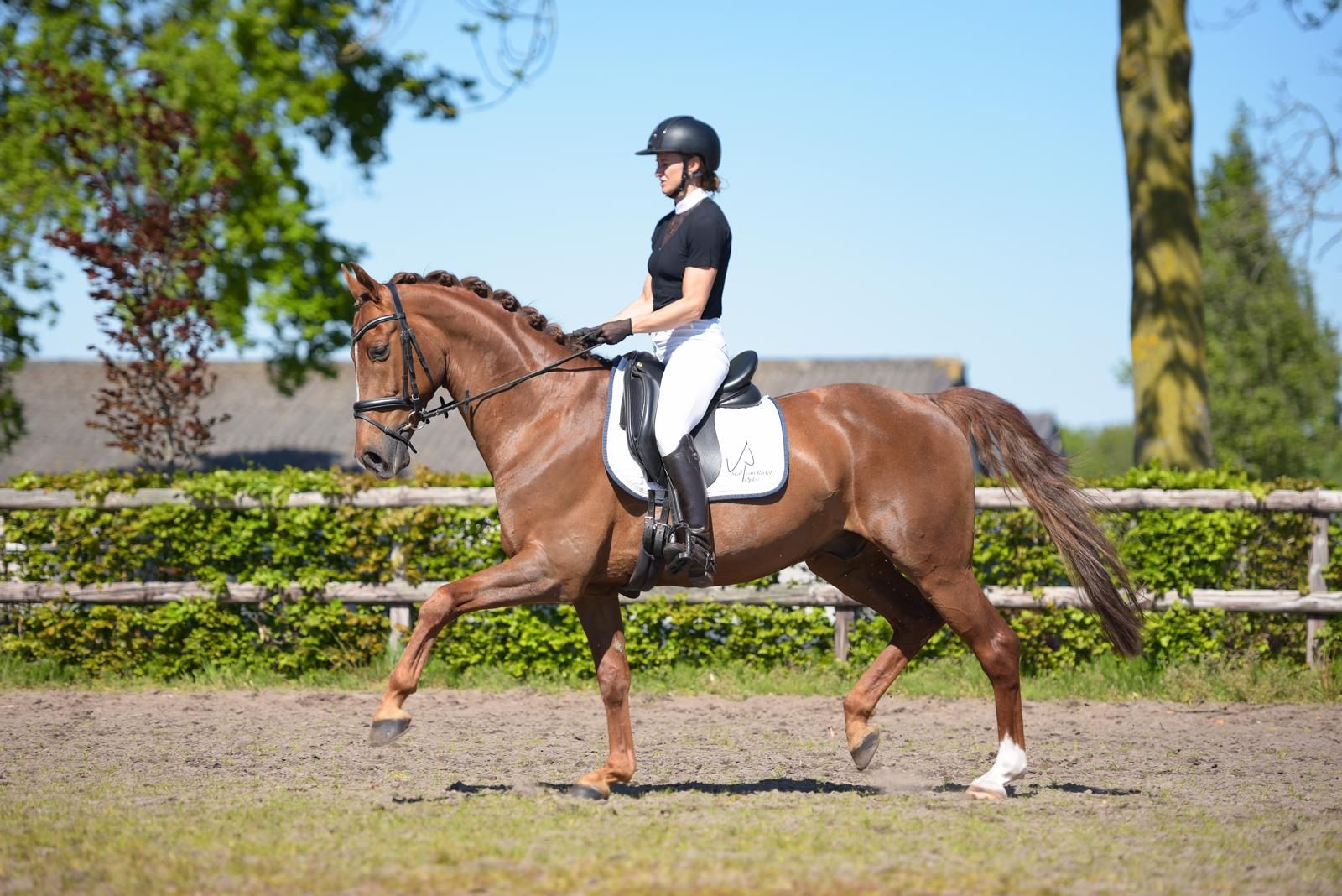 kwpn dressuurpaard ruin 11 years old vos for sale - Photo 5