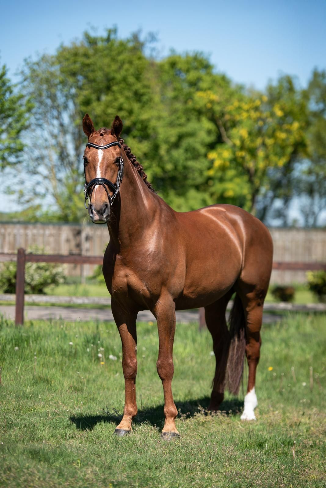 kwpn dressuurpaard ruin 11 years old vos for sale - Photo 2