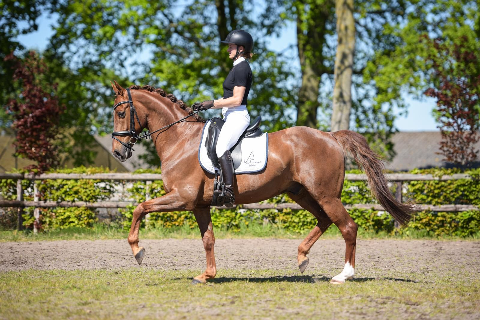 kwpn dressuurpaard ruin 11 years old vos for sale - Photo 4