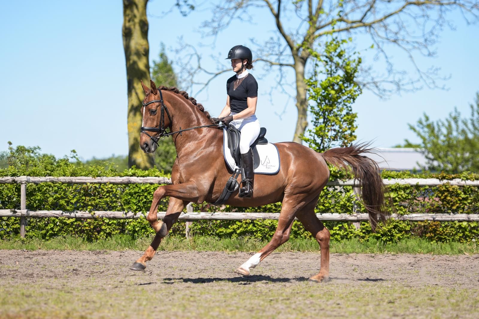 kwpn dressuurpaard ruin 11 years old vos for sale - Photo 6