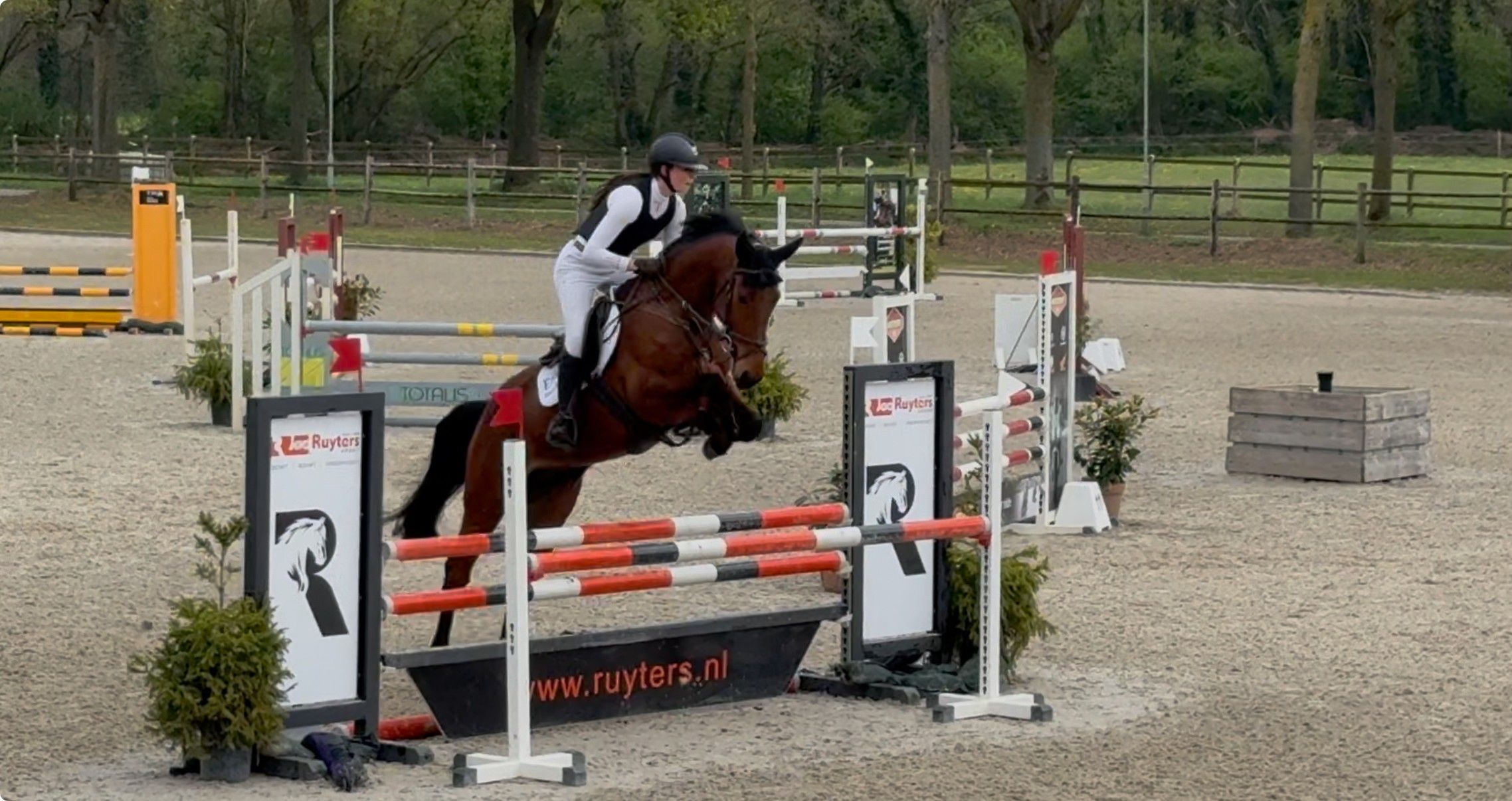 Handsome, high-quality gelding (6Y) >> Umami van 't Roosakker