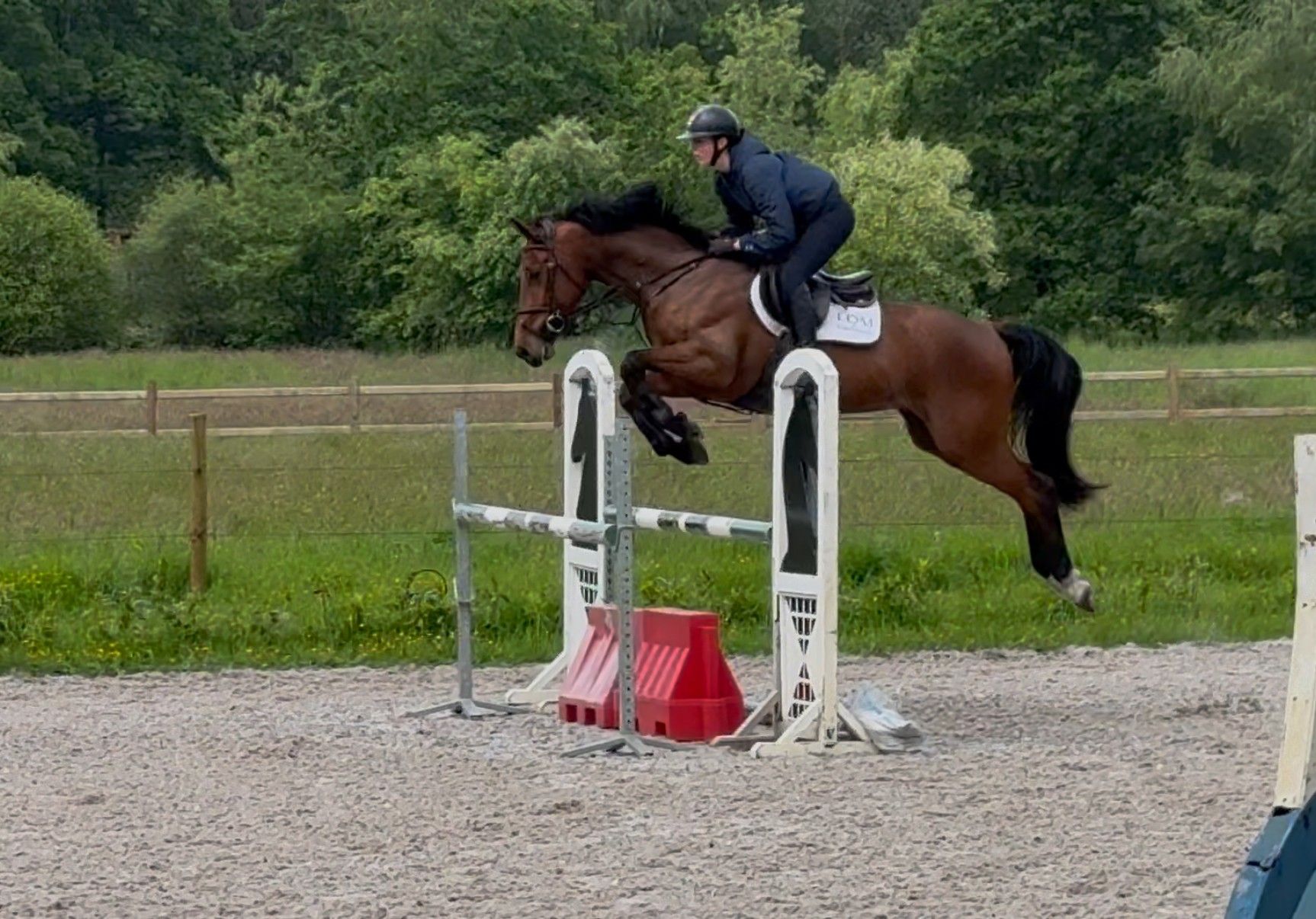 bwp springpaard ruin 6 years old donkerbruin for sale - Photo 4