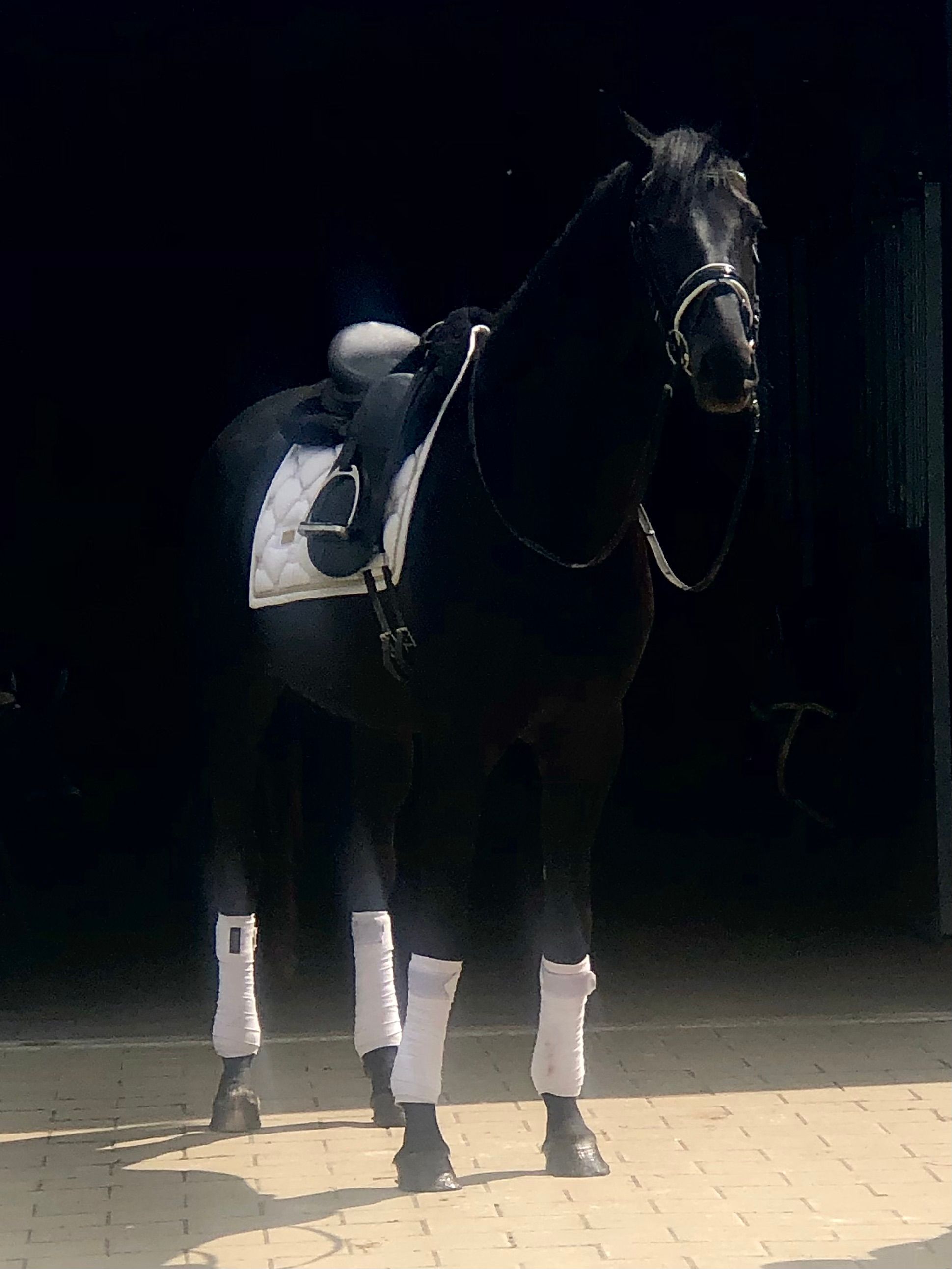 Talented 4yo black stallion
