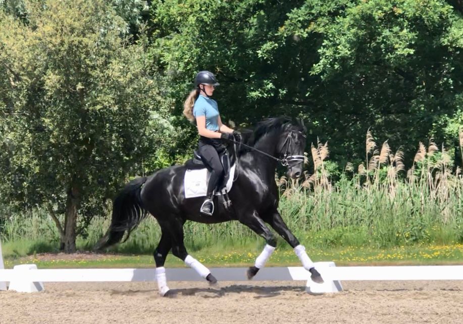 oldenburg dressuurpaard hengst 4 anos zwart à venda - Foto 3