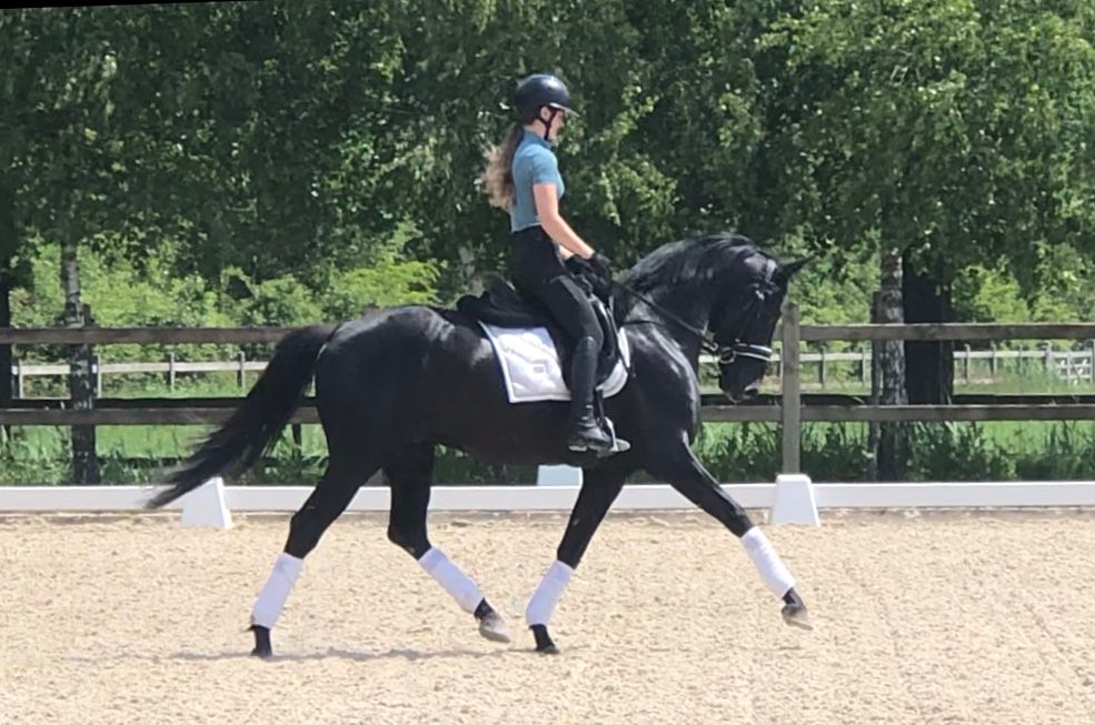 oldenburg dressuurpaard hengst 4 anos zwart à venda - Foto 5