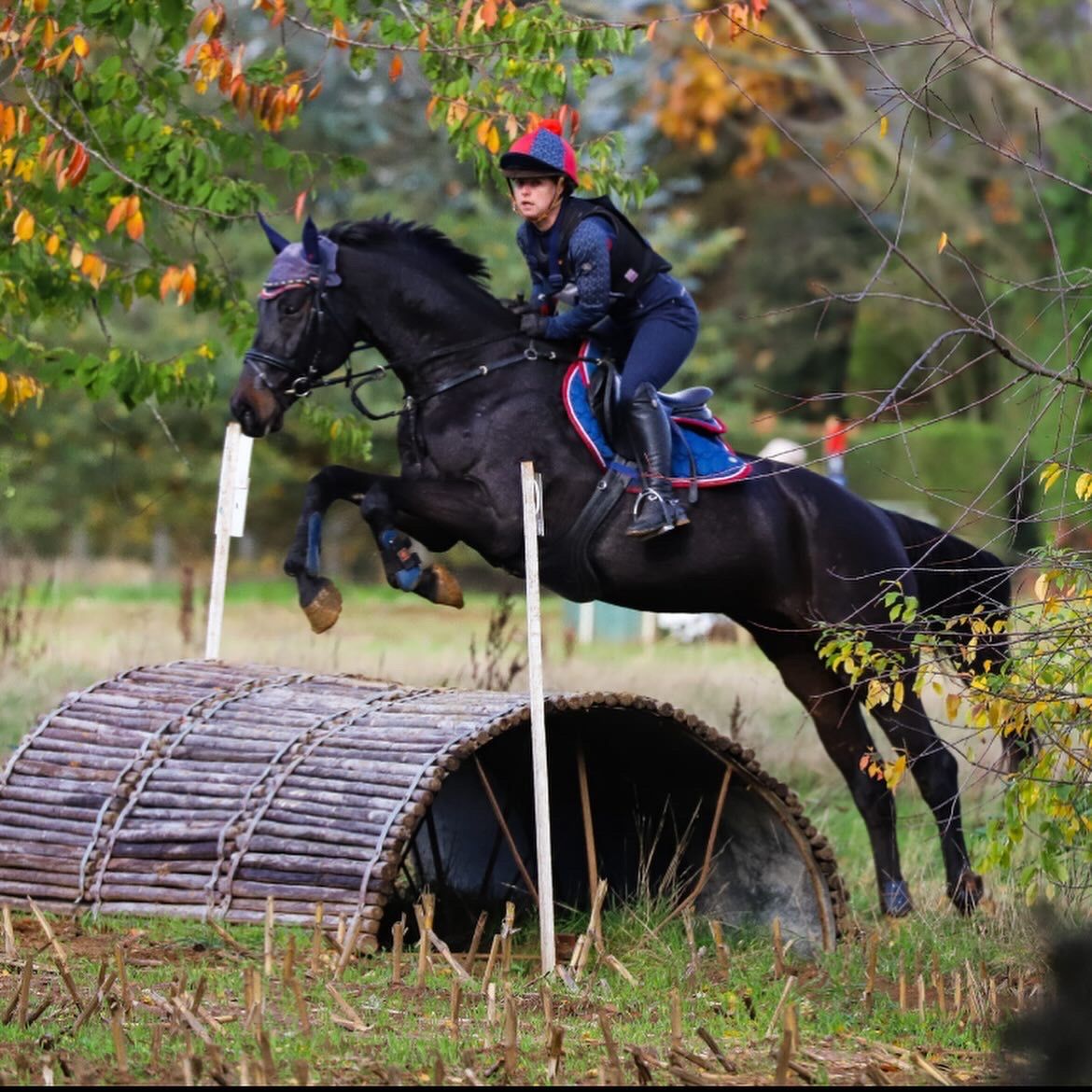 All-round horse