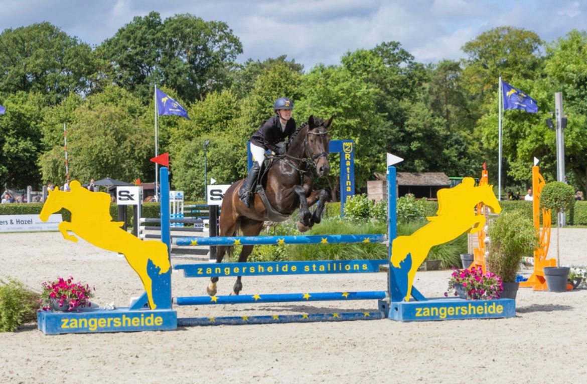bwp eventingpaard merrie 17 years old donkerbruin for sale - Photo 4