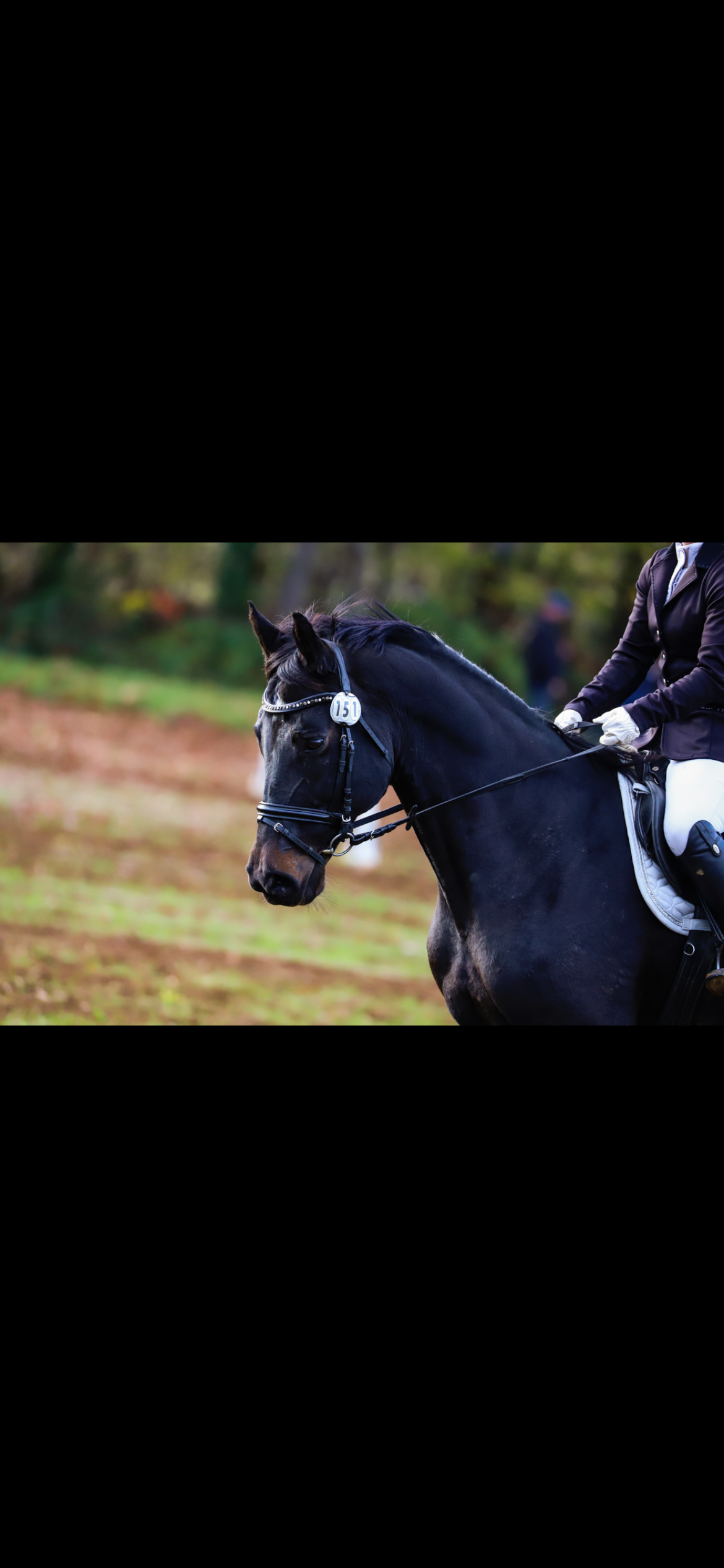 bwp eventingpaard merrie 17 years old donkerbruin for sale - Photo 3