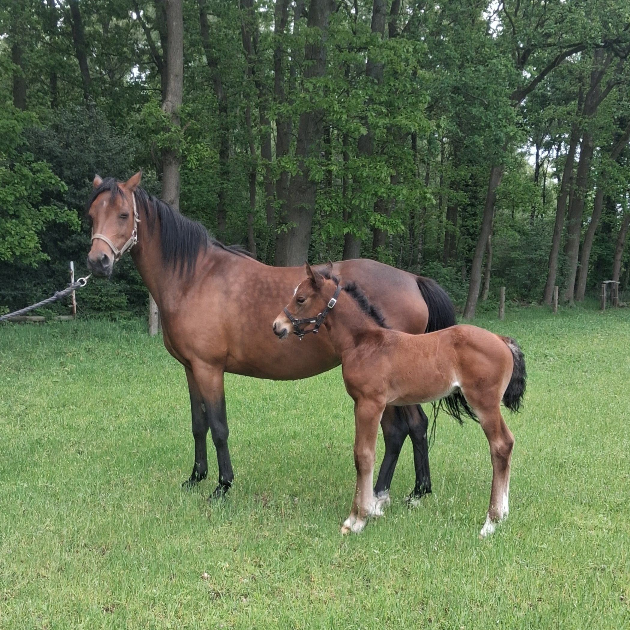 nrps springpony hengst 0 岁 donkerbruin 出售 - 照片 2