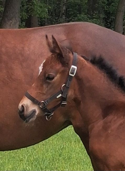 nrps springpony hengst 0 岁 donkerbruin 出售 - 照片 4