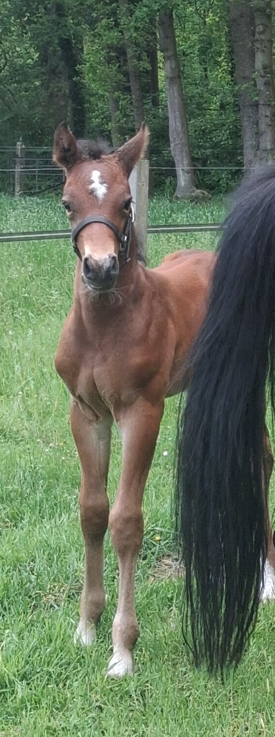 nrps springpony hengst 0 岁 donkerbruin 出售 - 照片 3