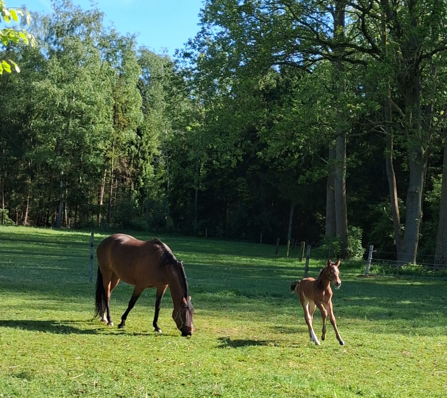 nrps springpony hengst 0 岁 donkerbruin 出售 - 照片 5