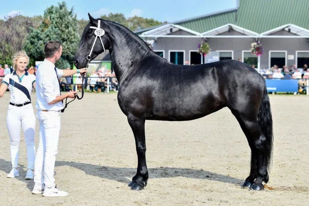 fries merrie 12 ans zwart à vendre - Photo 2