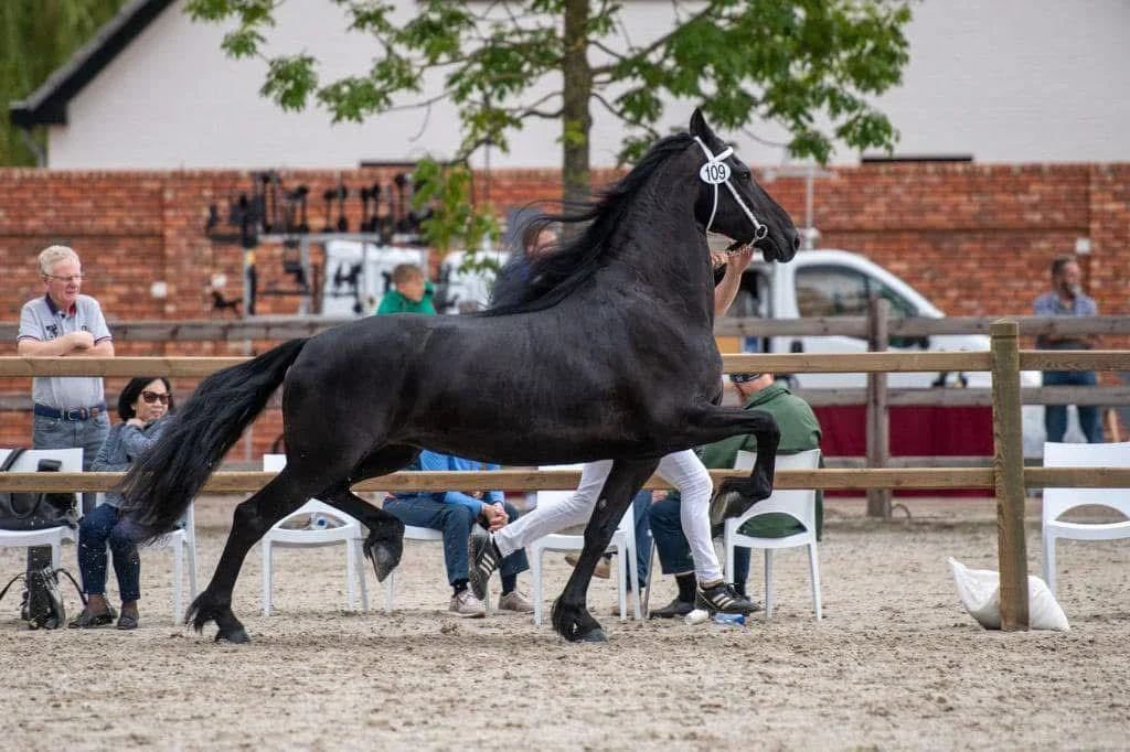 fries merrie 12 ans zwart à vendre - Photo 5