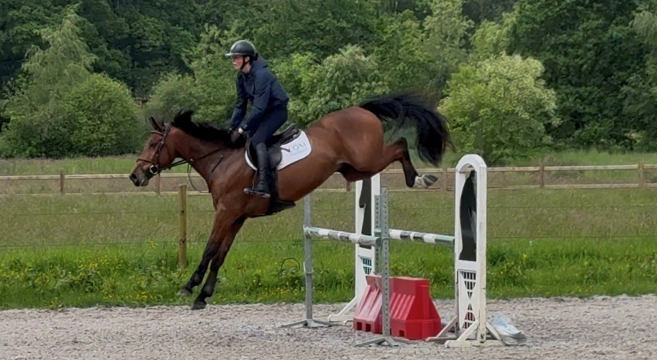 bwp springpaard ruin 6 years old donkerbruin for sale - Photo 5