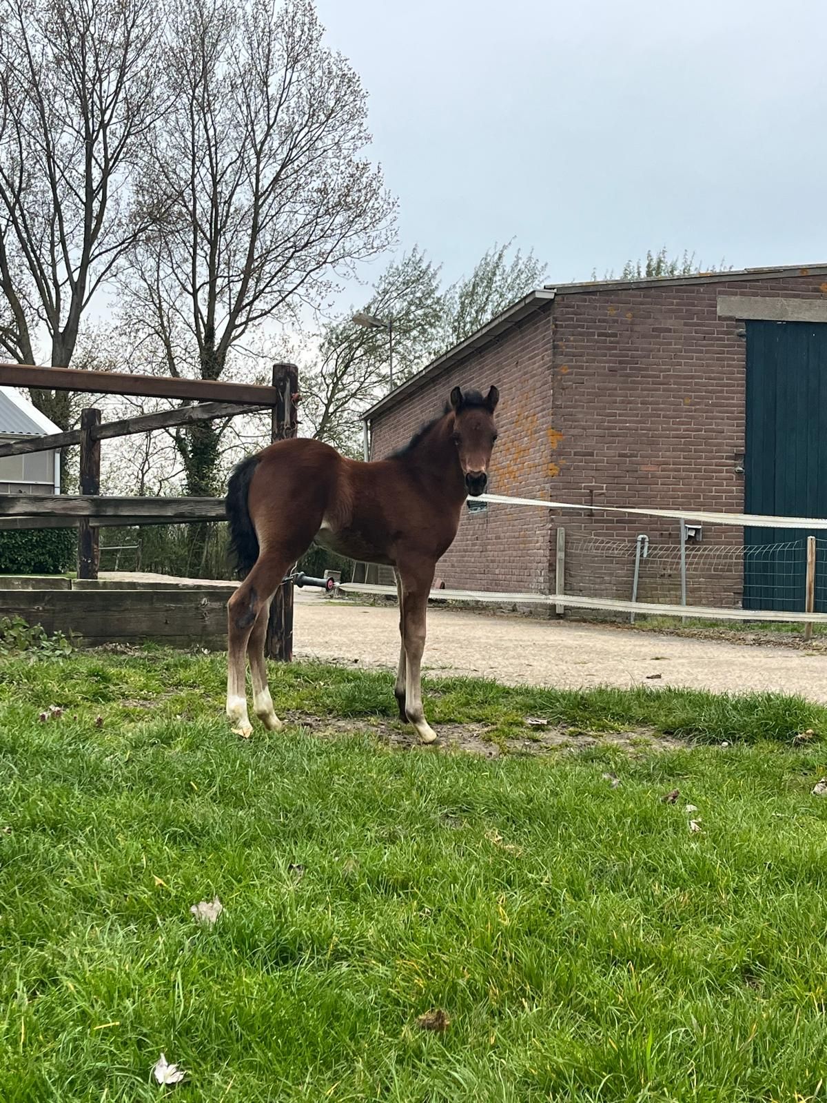 welsh pony hengst 0 años bruin en venta - Foto 2