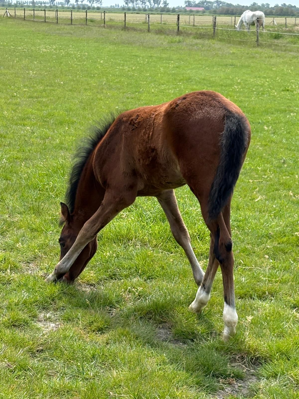 welsh pony hengst 0 años bruin en venta - Foto 3