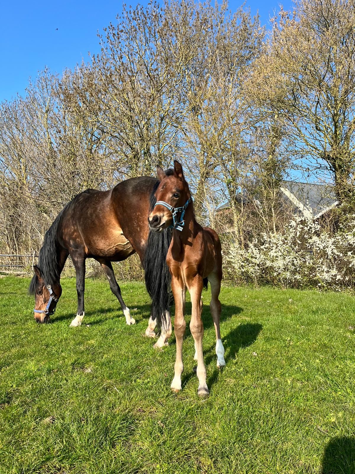 welsh pony hengst 0 años bruin en venta - Foto 4