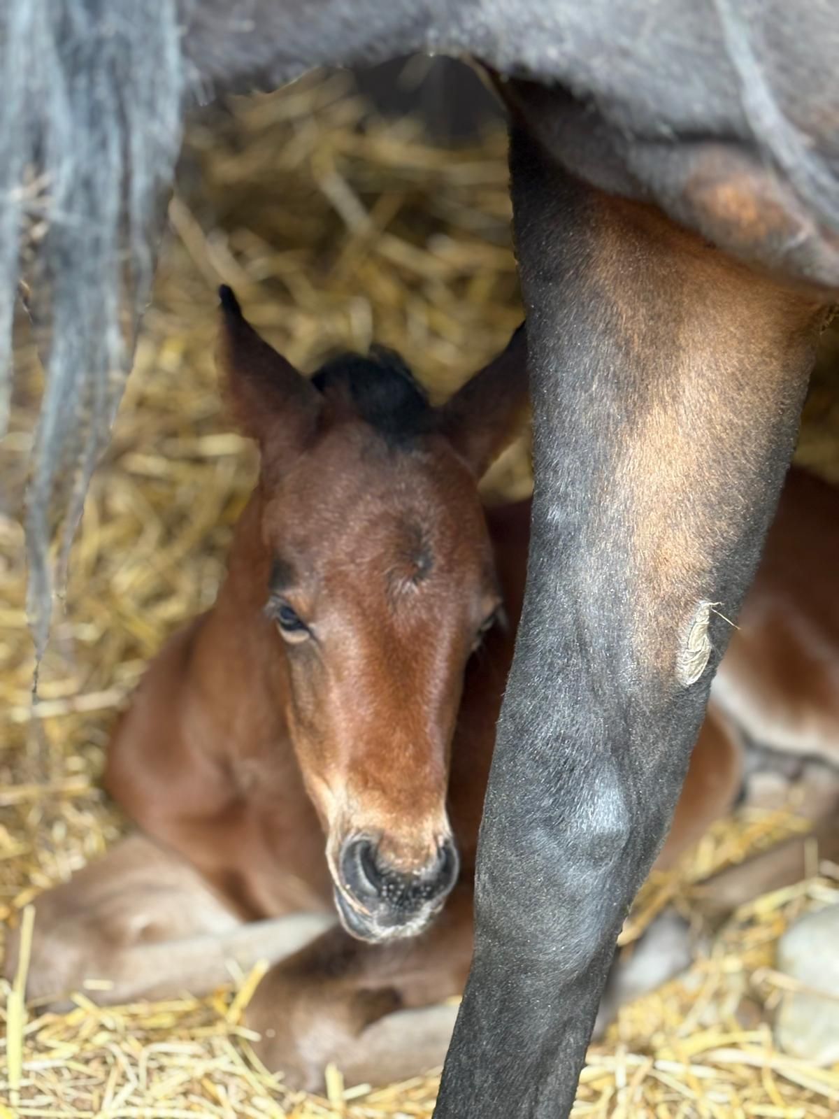 welsh pony hengst 0 años bruin en venta - Foto 5
