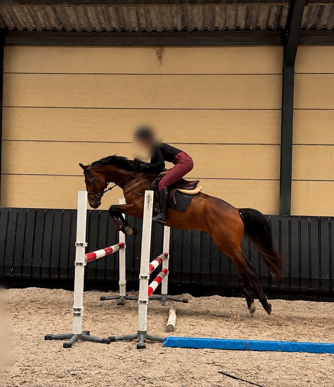 3-year-old gelding by Connect