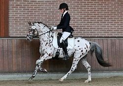 welsh pony hengst 0 años bruin en venta - Foto 6