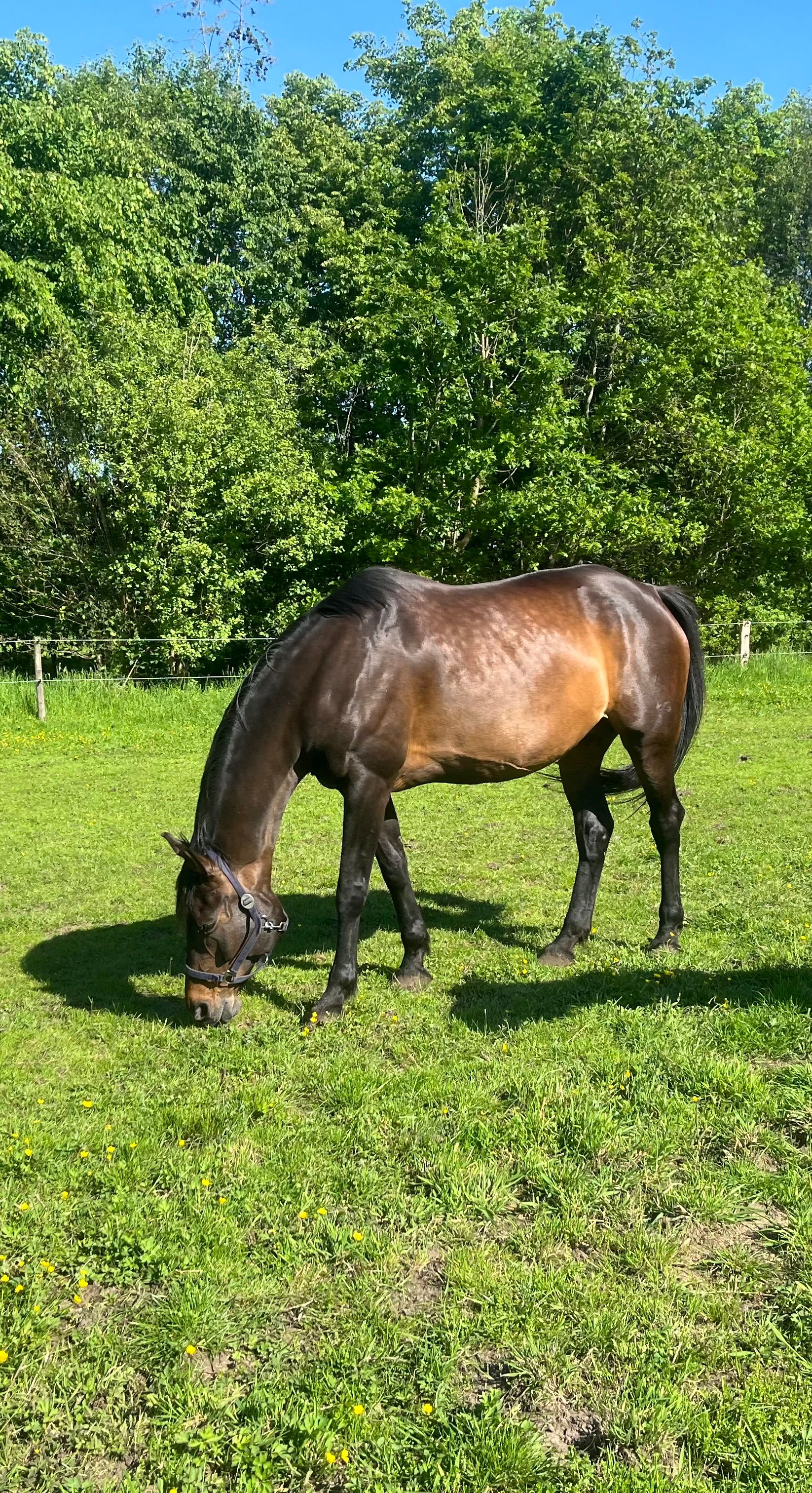 For sale: Beautiful broodmare with excellent bloodline (Johnson)