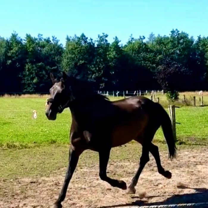 oldenburg fokmerrie merrie 16 years old donkerbruin for sale - Photo 2