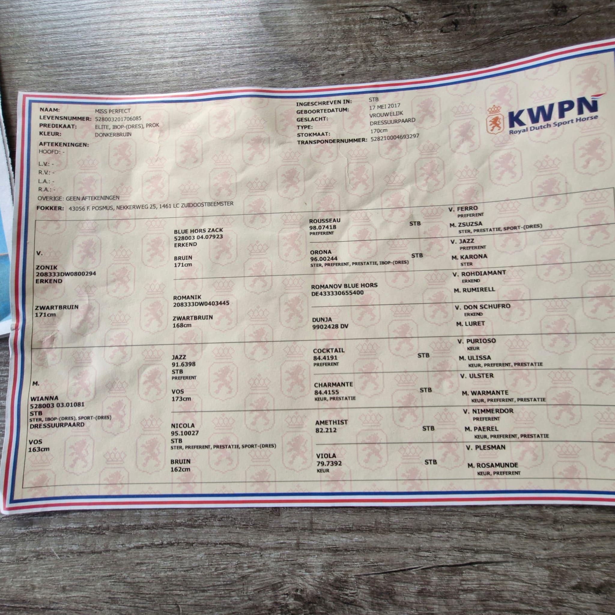 kwpn dressuurpaard merrie 0 años donkerbruin en venta - Foto 6