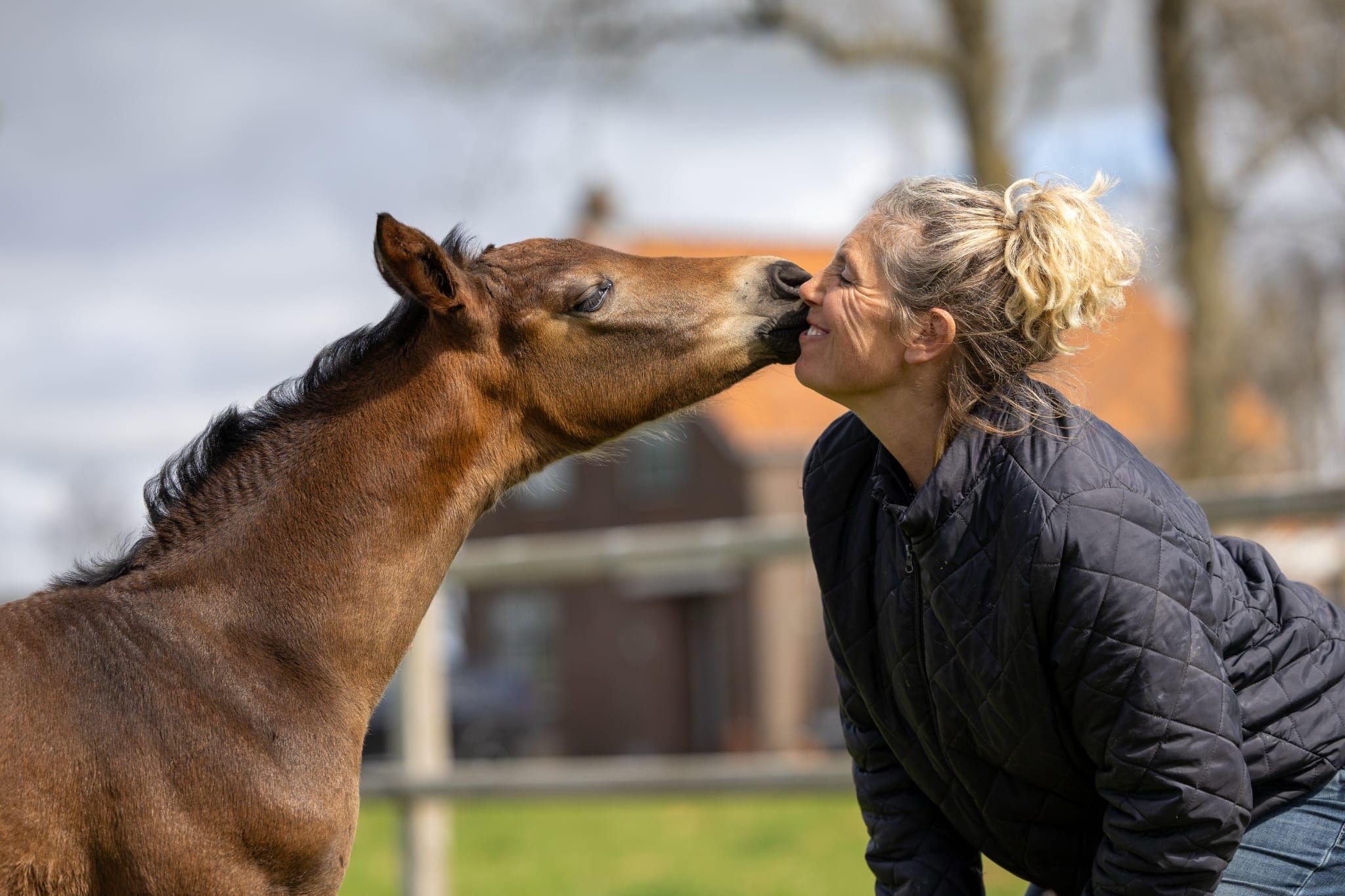 kwpn dressuurpaard merrie 0 años donkerbruin en venta - Foto 5