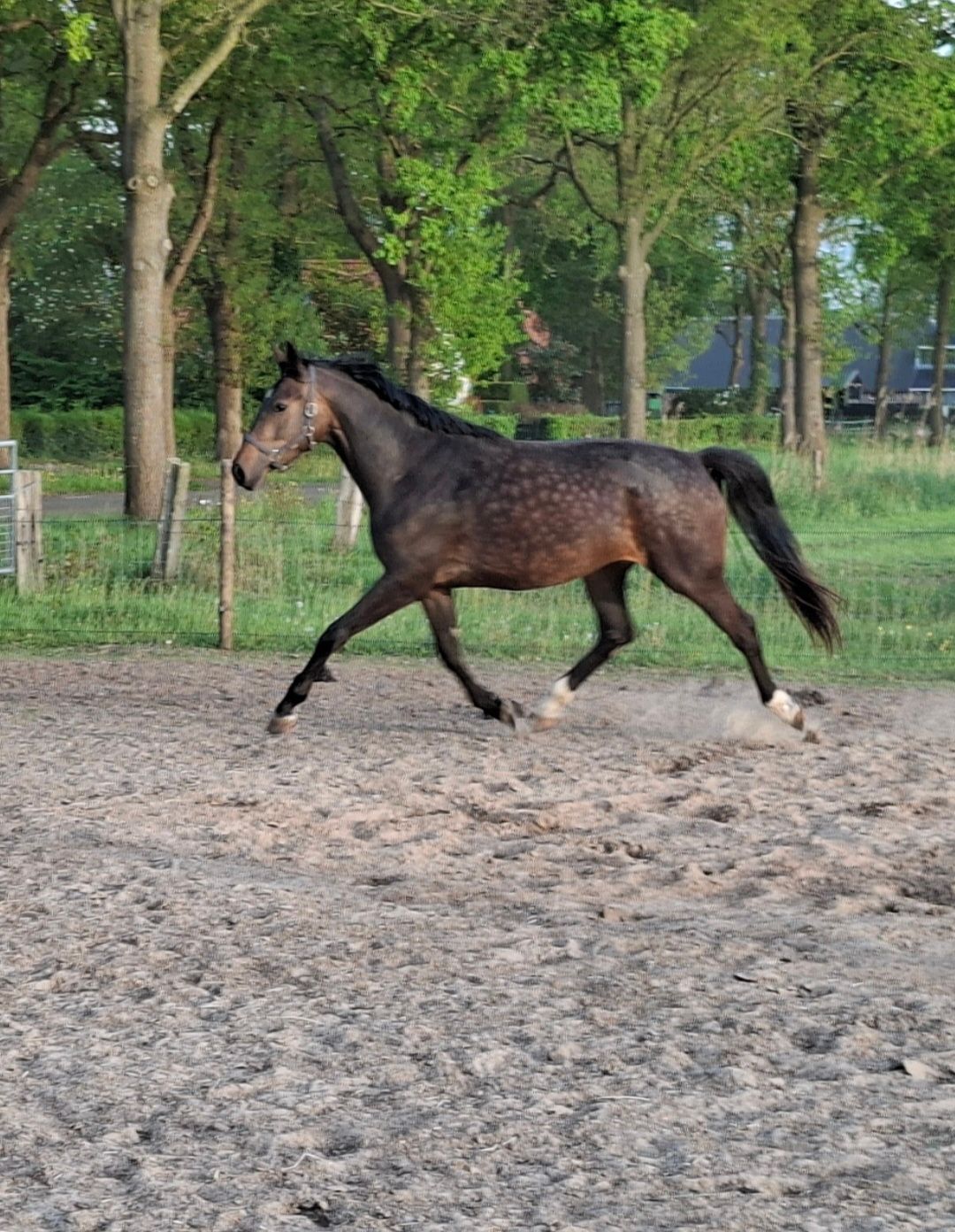 kwpn dressuurpaard merrie 3 años donkerbruin en venta - Foto 2
