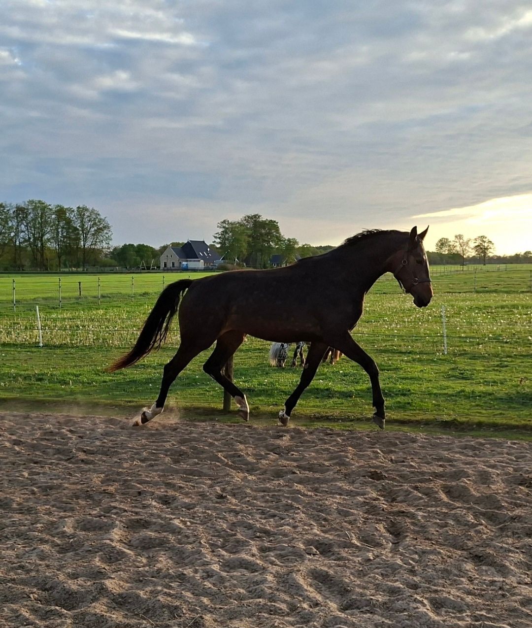 kwpn dressuurpaard merrie 3 años donkerbruin en venta - Foto 3