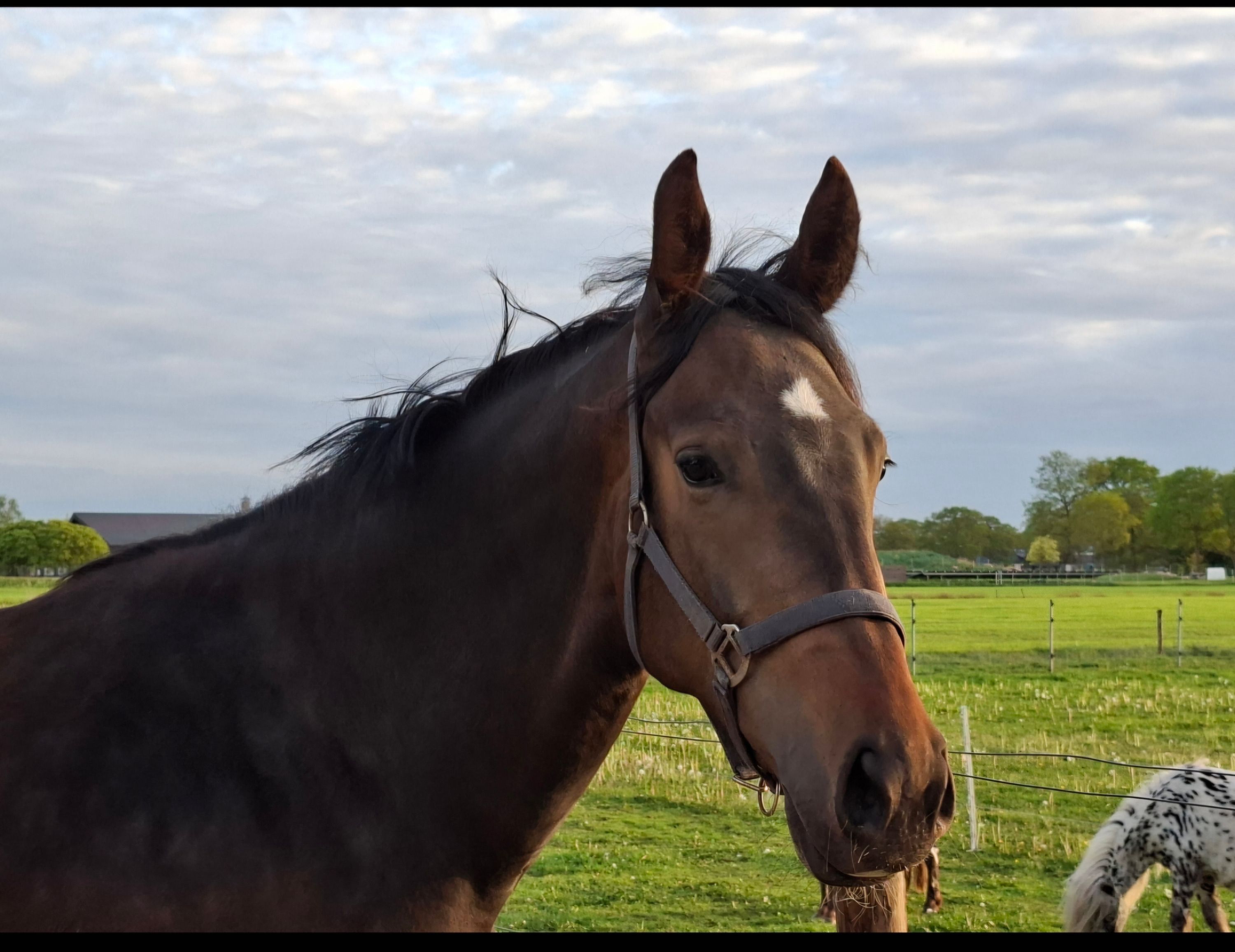 kwpn dressuurpaard merrie 3 años donkerbruin en venta - Foto 4