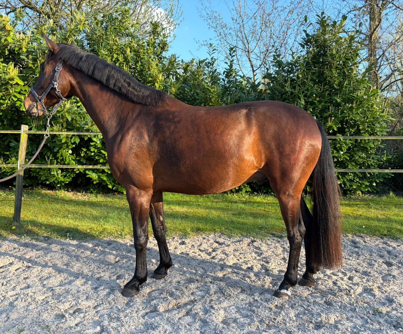 kwpn dressuurpaard ruin 4 ans bruin à vendre - Photo 3