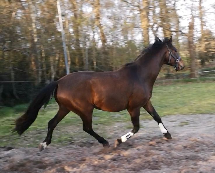 kwpn dressuurpaard ruin 4 ans bruin à vendre - Photo 4