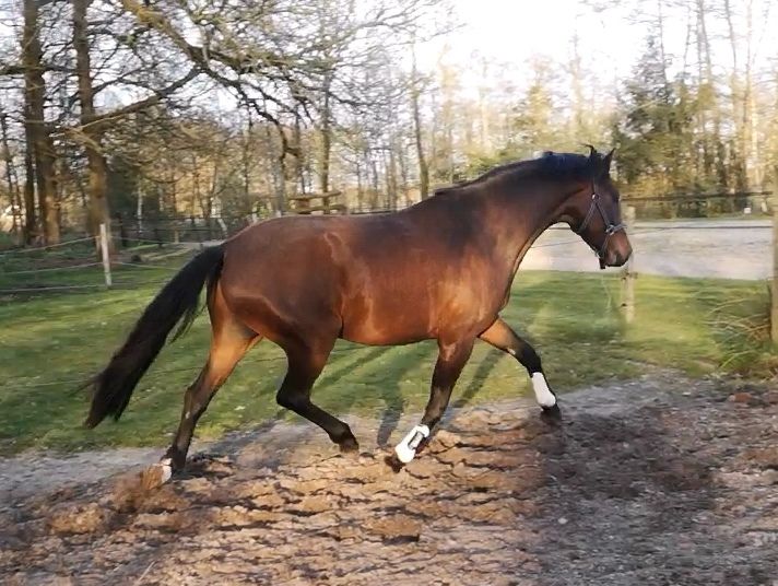 kwpn dressuurpaard ruin 4 ans bruin à vendre - Photo 5