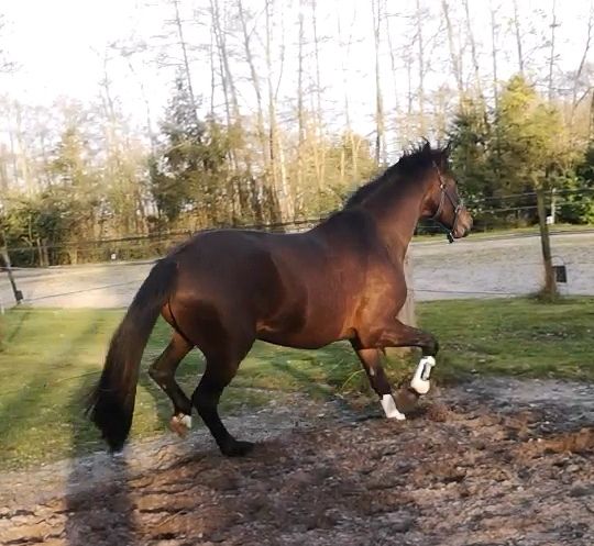 kwpn dressuurpaard ruin 4 ans bruin à vendre - Photo 6