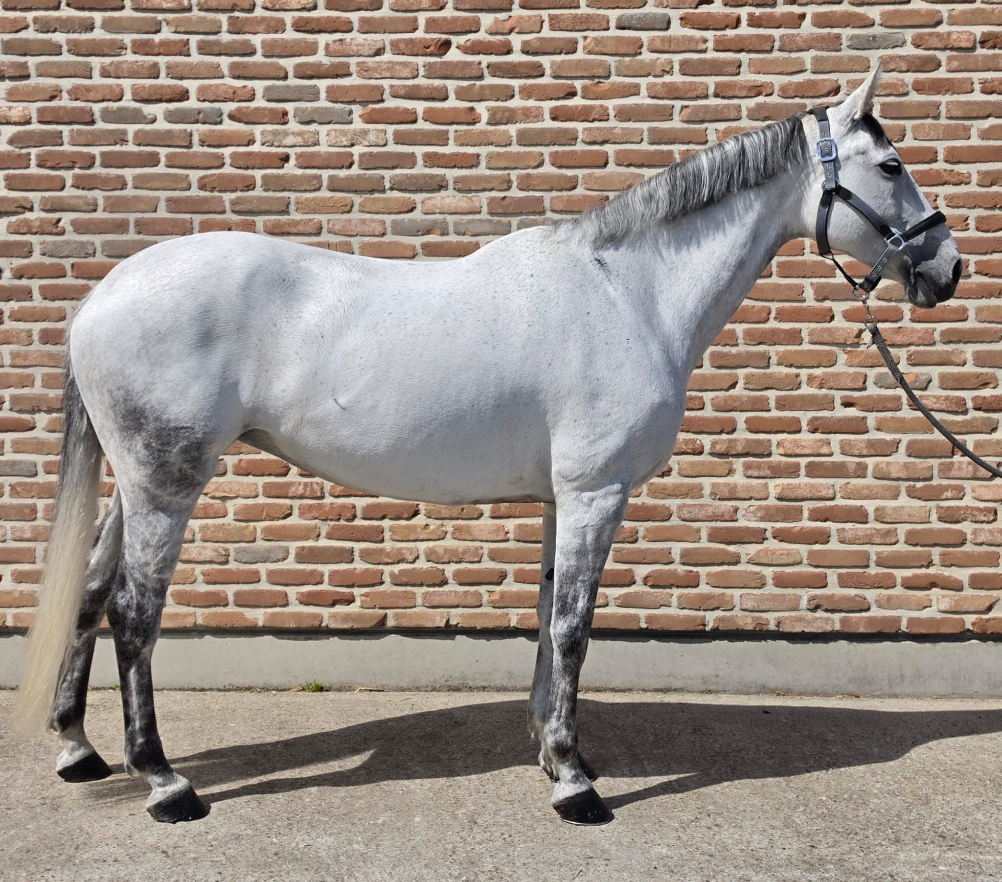 anglo-europees springpaard merrie 11 jaar schimmel te koop - Foto 3