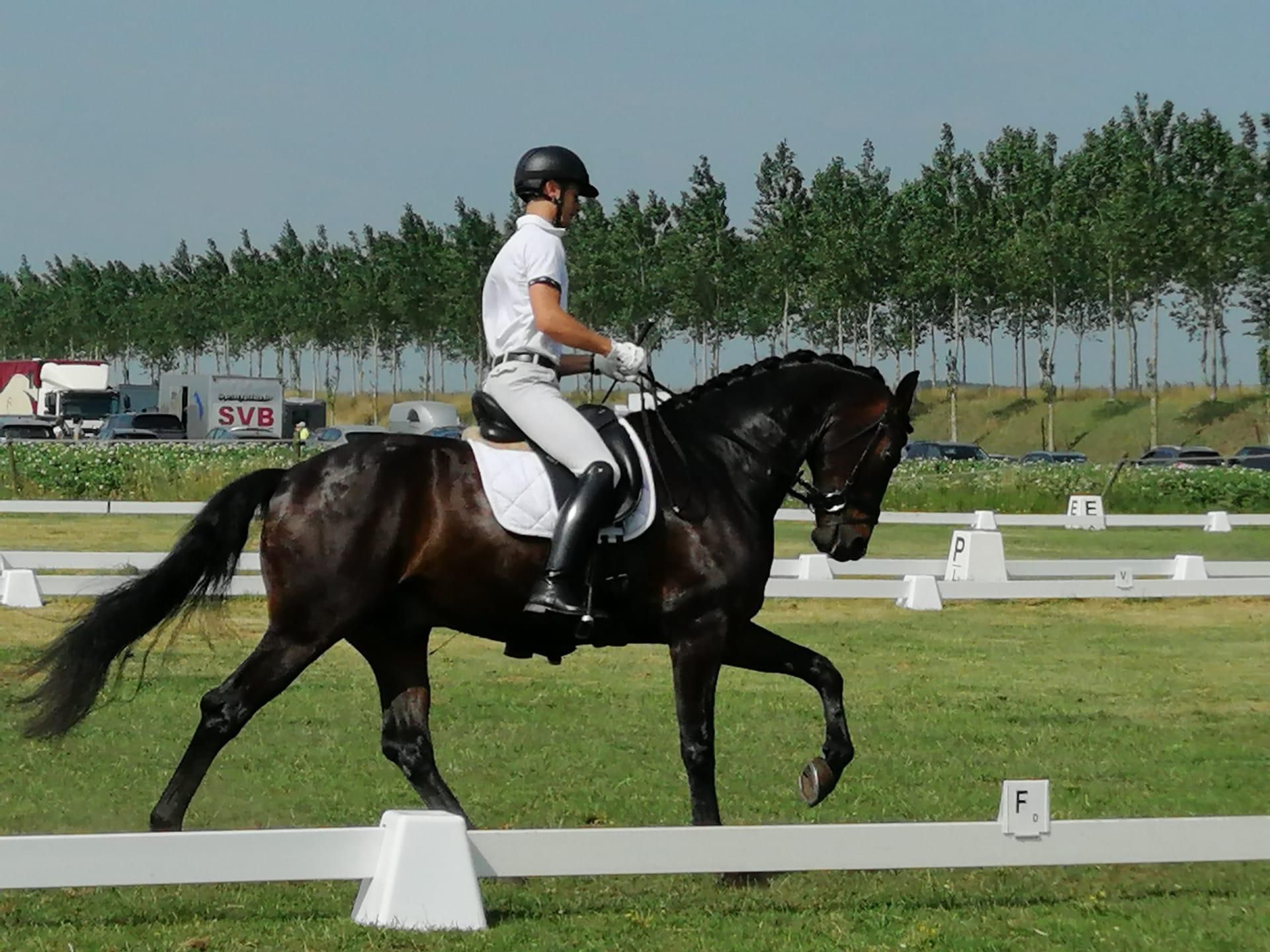 Reliable dressage horse