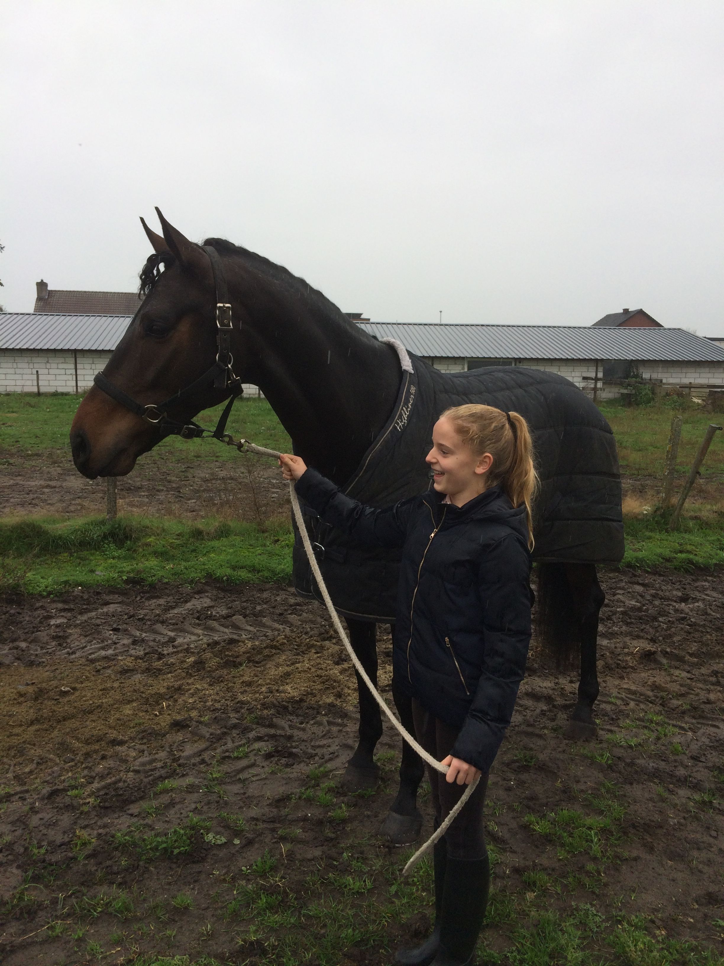 bwp dressuurpaard ruin 10 years old donkerbruin for sale - Photo 2
