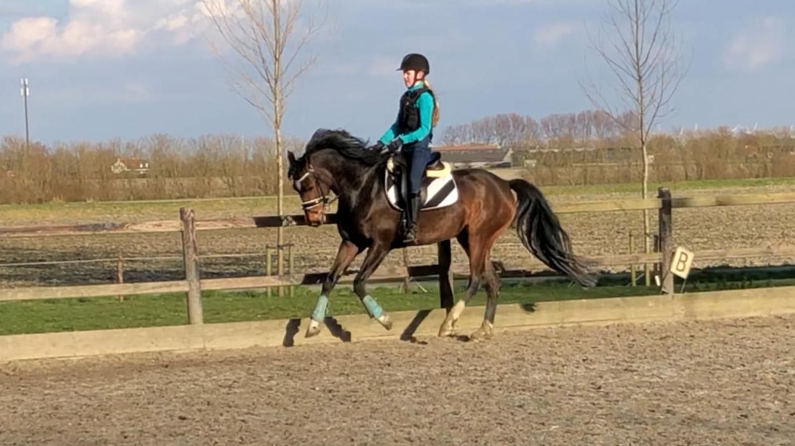 welsh pony merrie 14 años donkerbruin en venta - Foto 5