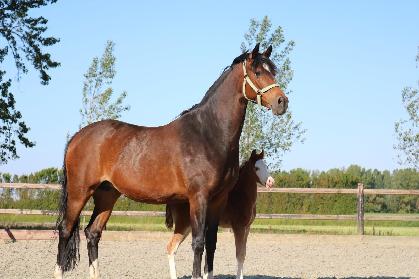 Interessante fattrice NWR