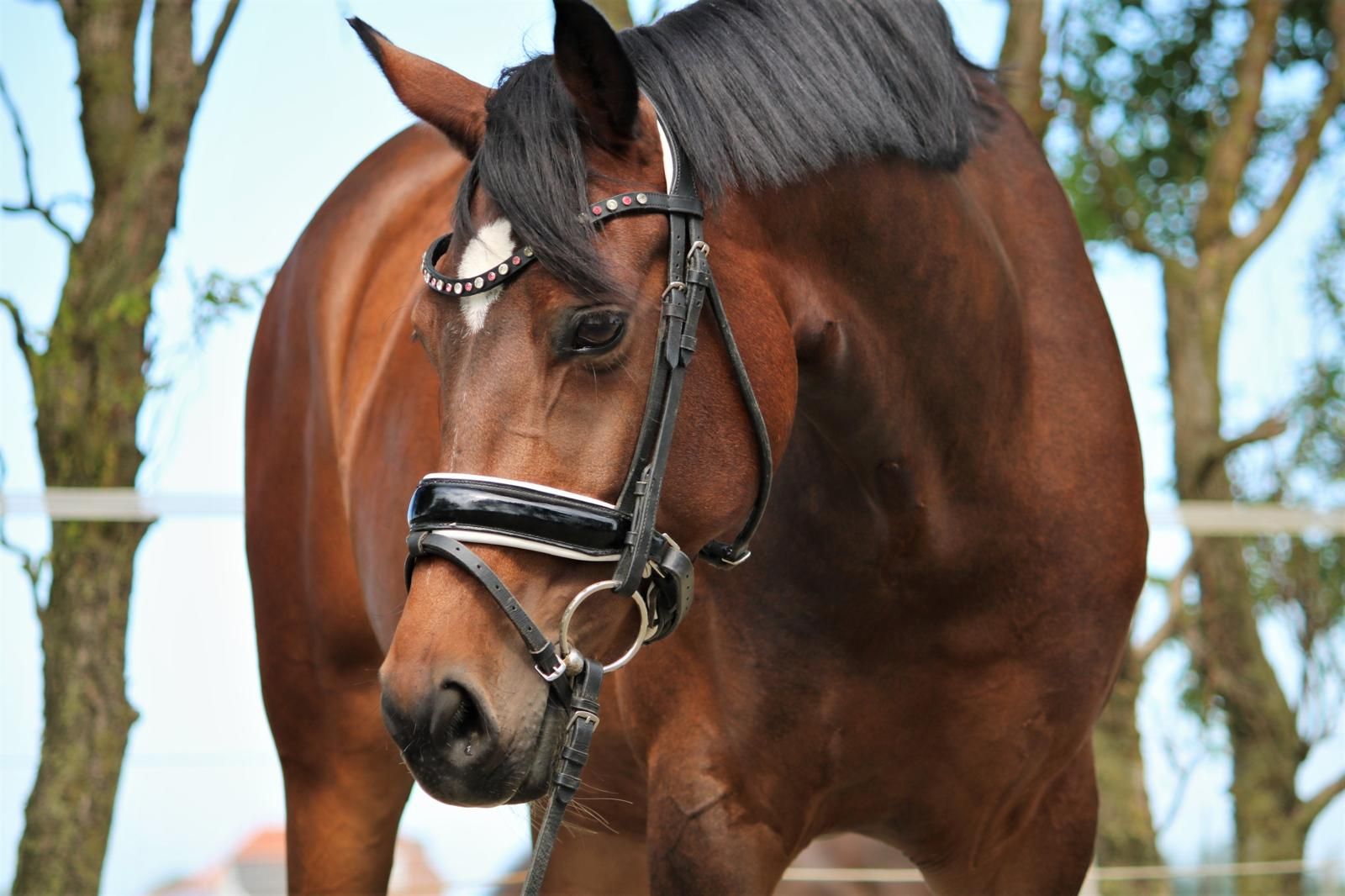 welsh pony merrie 14 años donkerbruin en venta - Foto 2