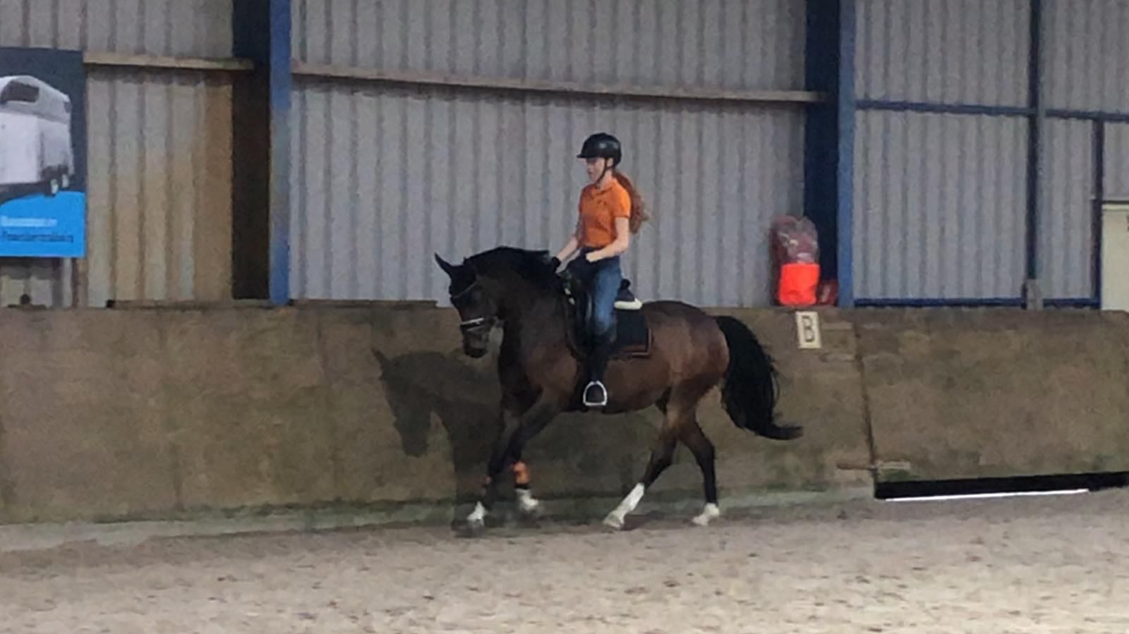 welsh pony merrie 14 años donkerbruin en venta - Foto 4